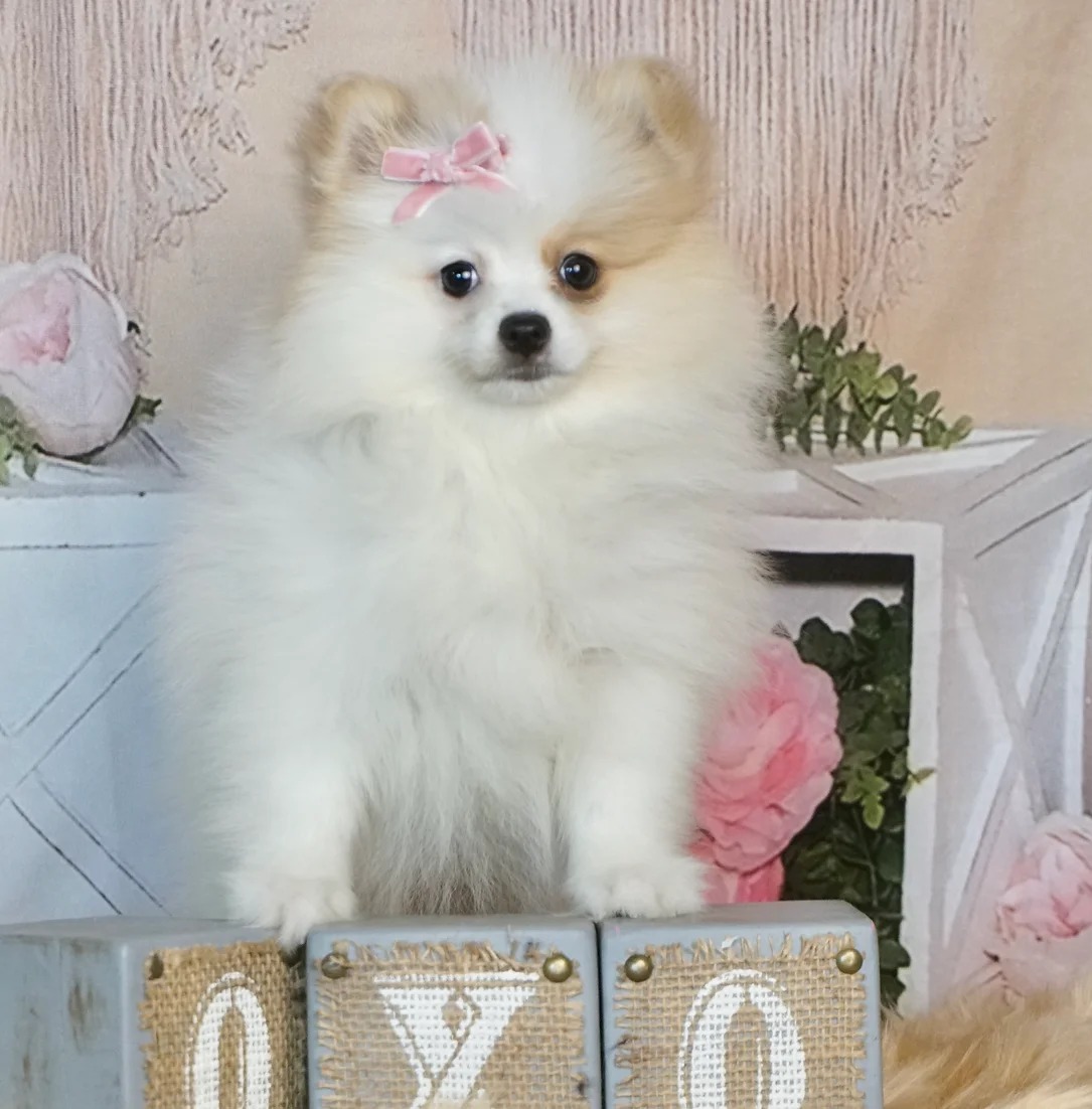 Baby Doll- AKC/UABR – Pomeranian