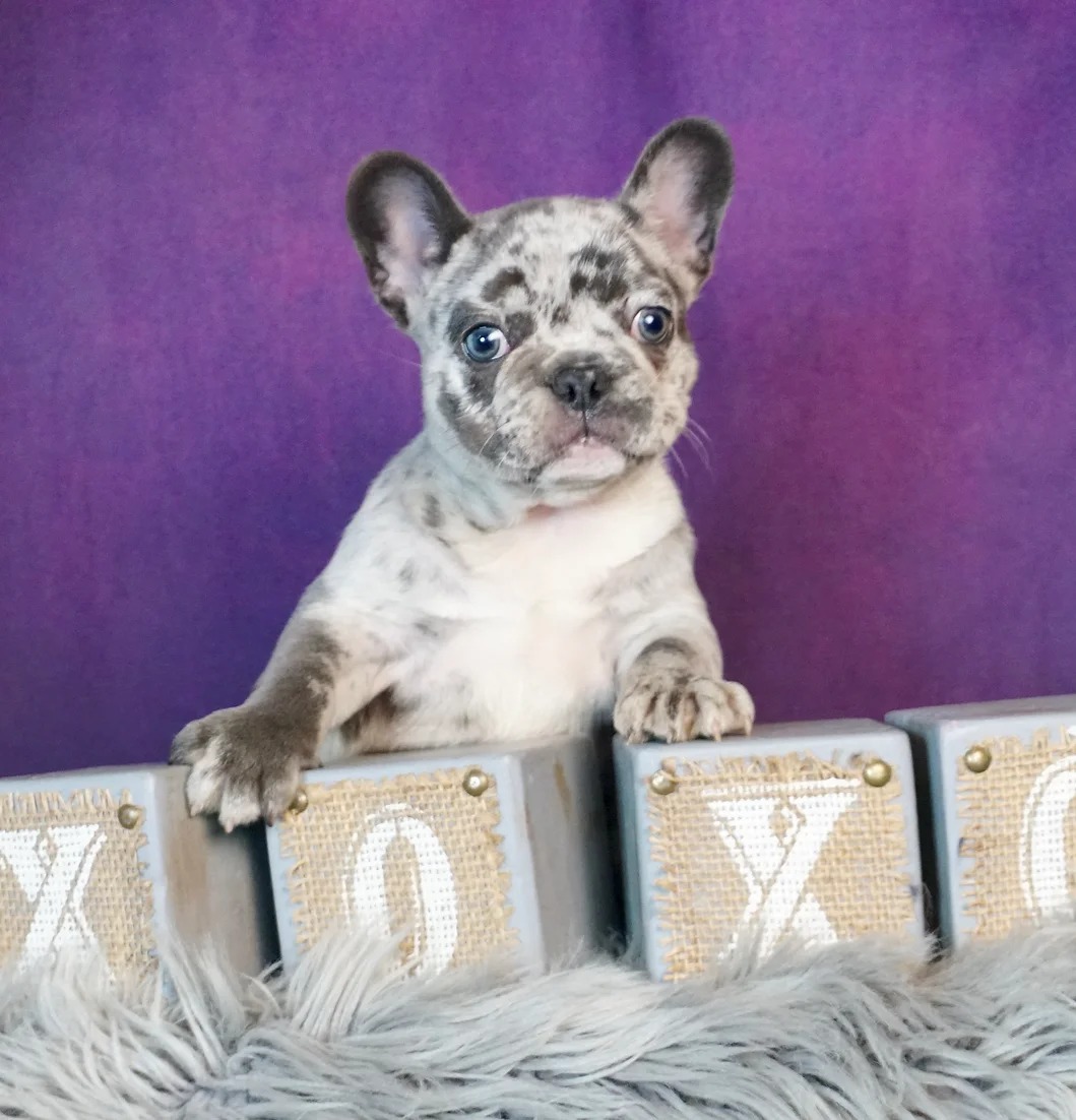 Banger -AKC- French Bulldog