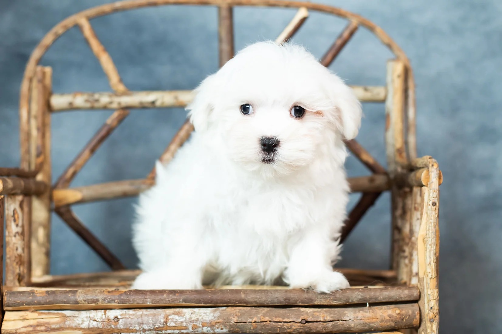 Bellamy -Maltese -Boy