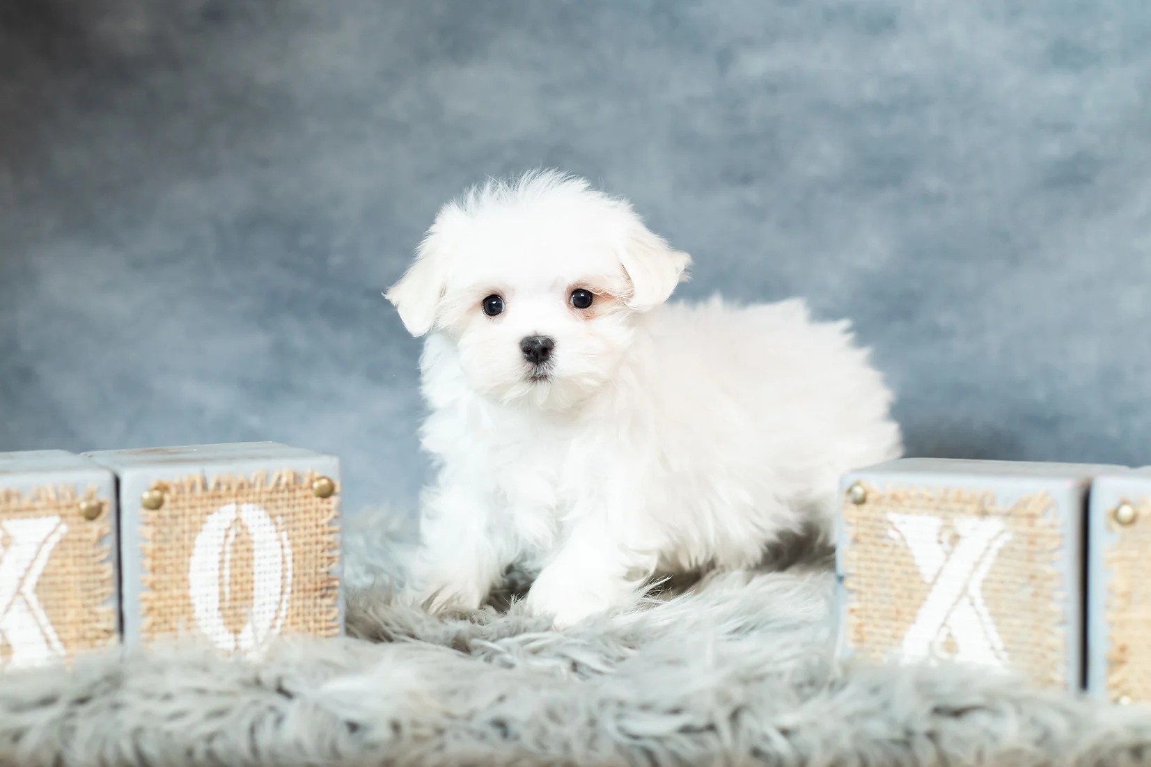 Bohdi  TeaCup Maltese