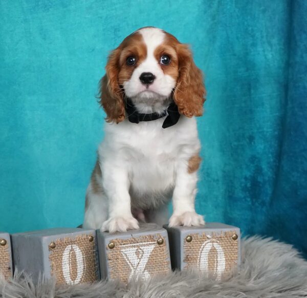 Cavalier King Puppies