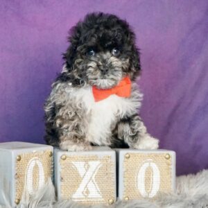 toy poodle puppies for sale