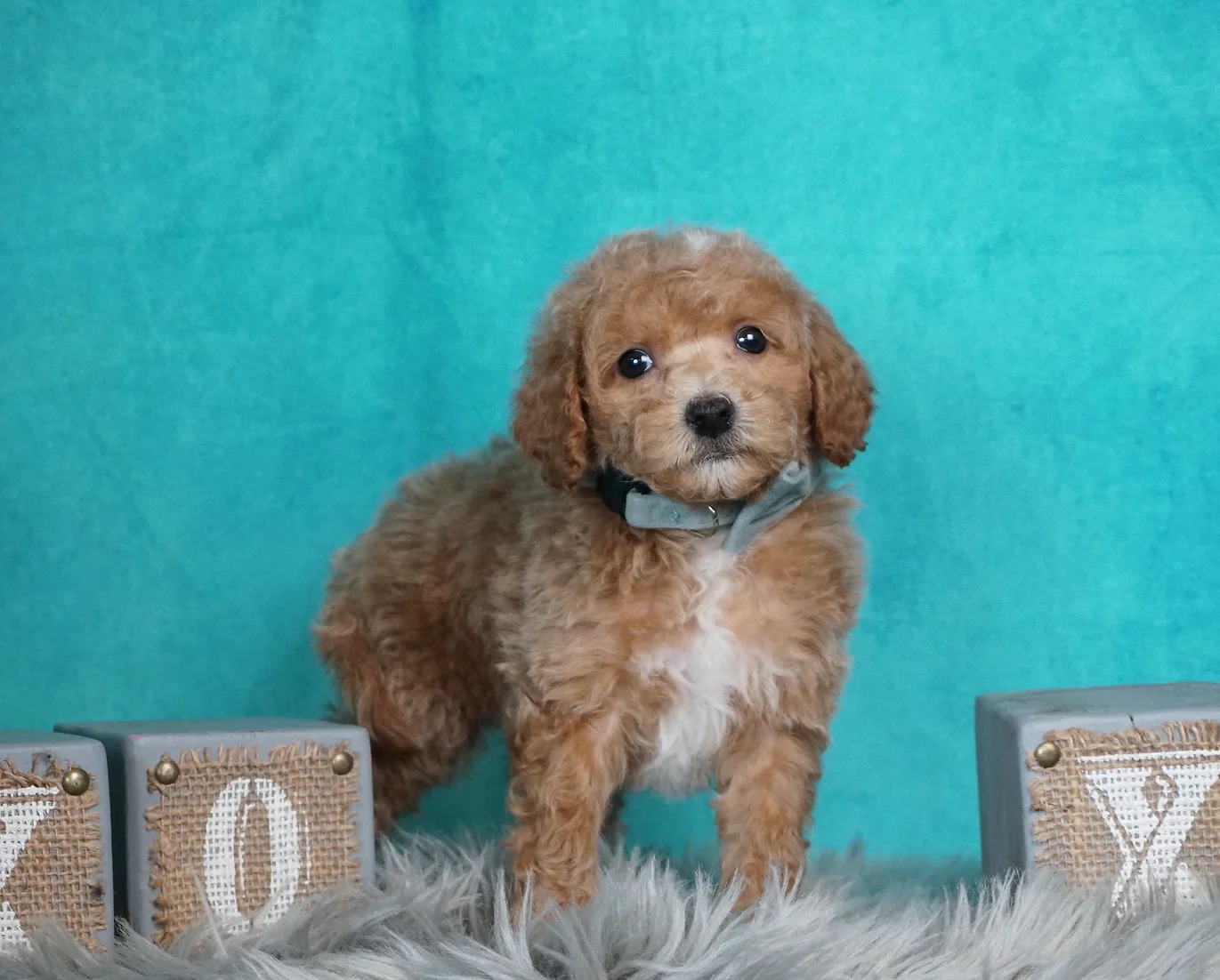 Conrad -F1B-Maltipoo – Boy