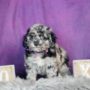 toy poodle puppies for sale