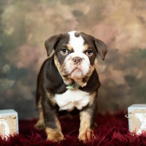 Buy Bulldogs Puppies