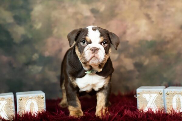 Buy Bulldogs Puppies