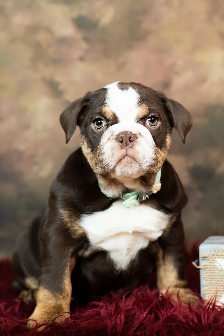 DARA AKC English Bulldog