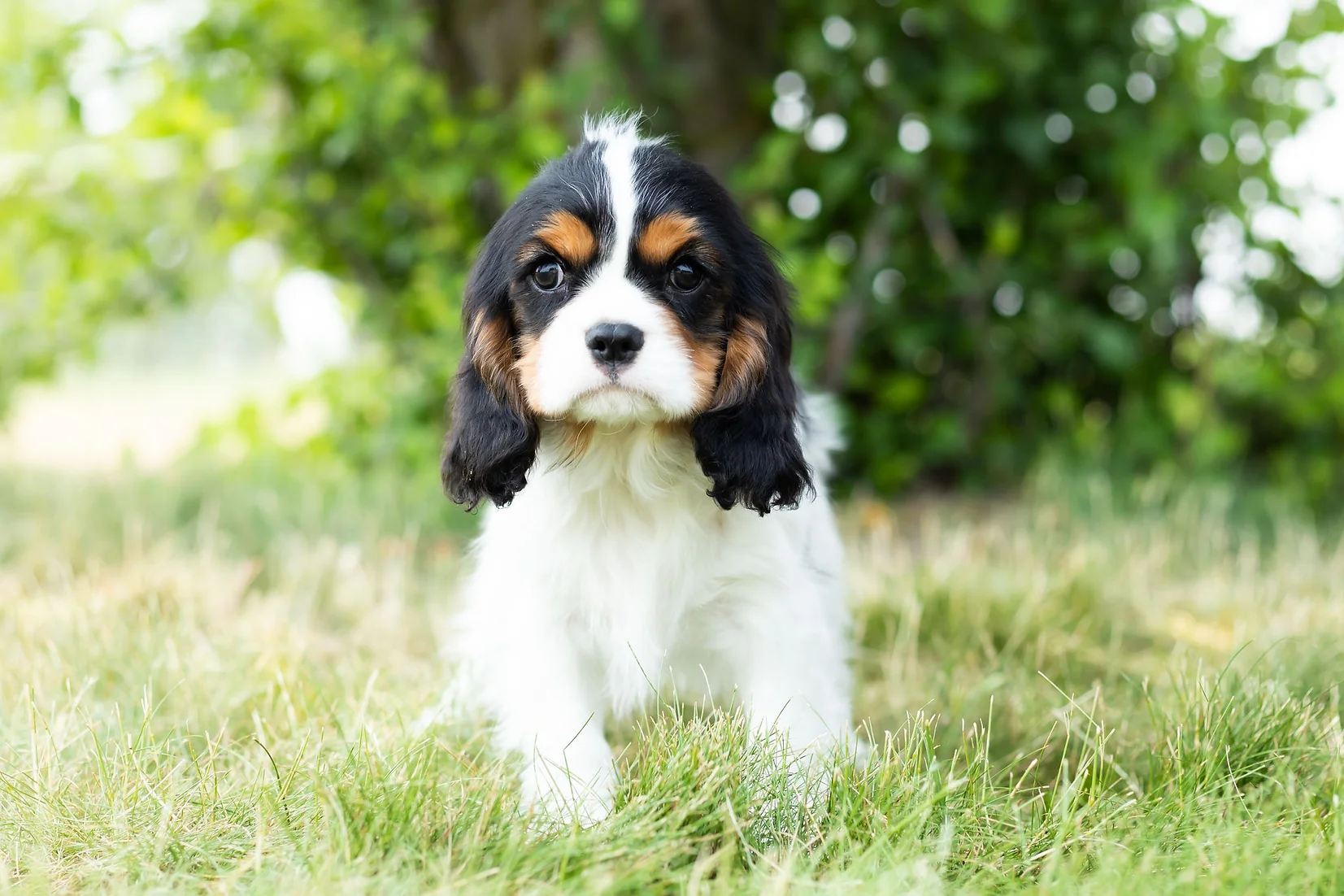 Dancer Cavalier King Charles