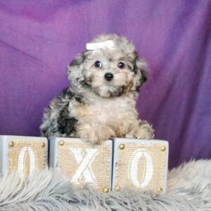 toy poodle puppies for sale