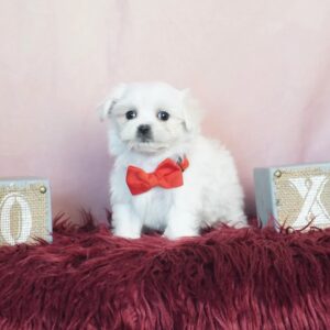 Maltese Puppies