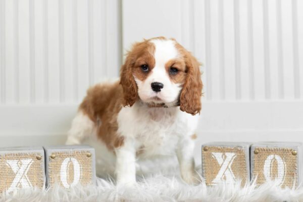 Cavalier King Puppies