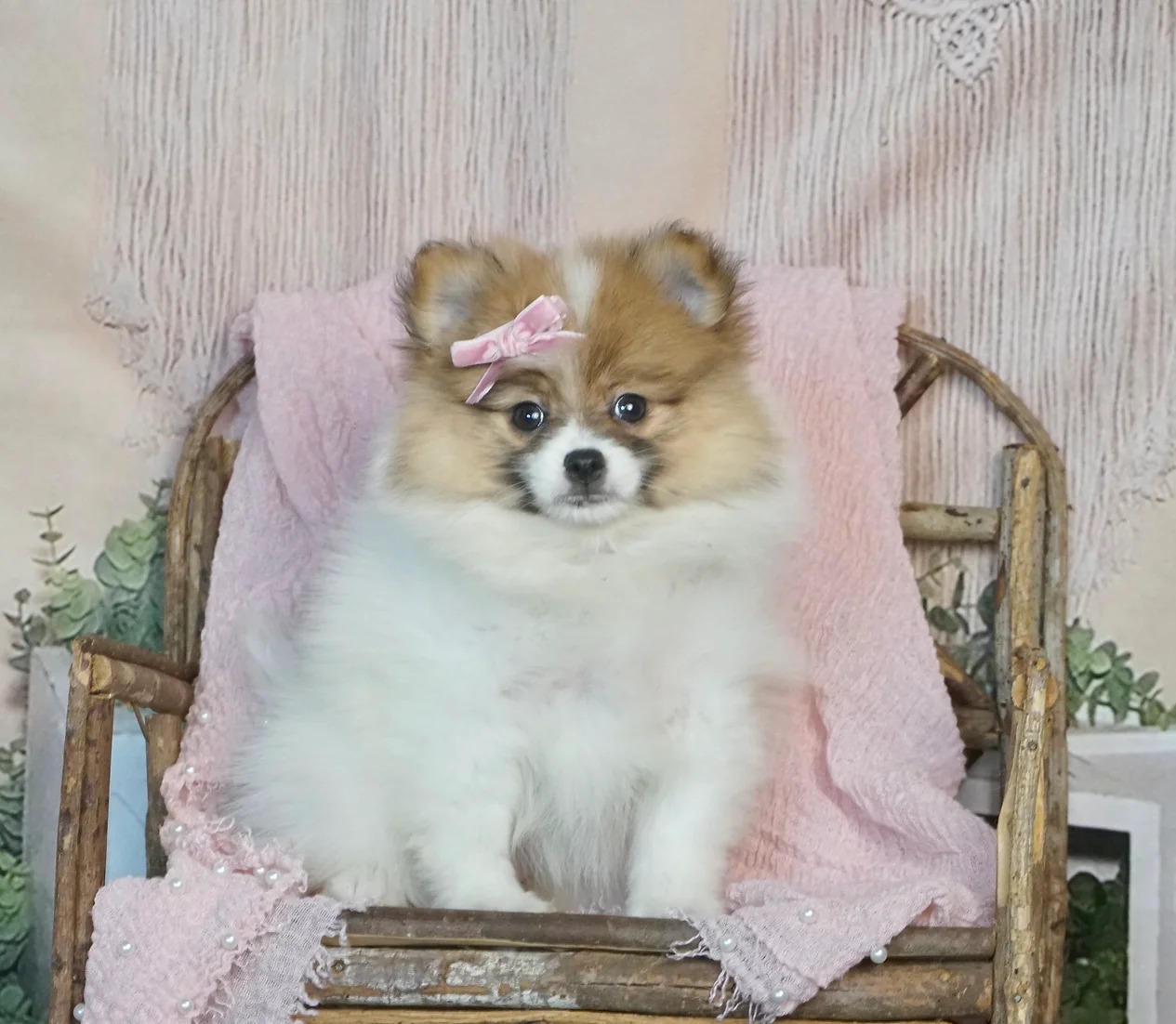 Jennie- AKC/UABR – Pomeranian