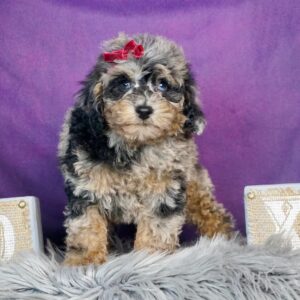 toy poodle puppies for sale