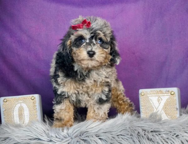 toy poodle puppies for sale