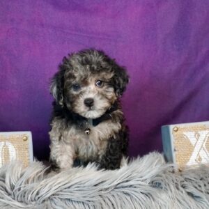 toy poodle puppies for sale