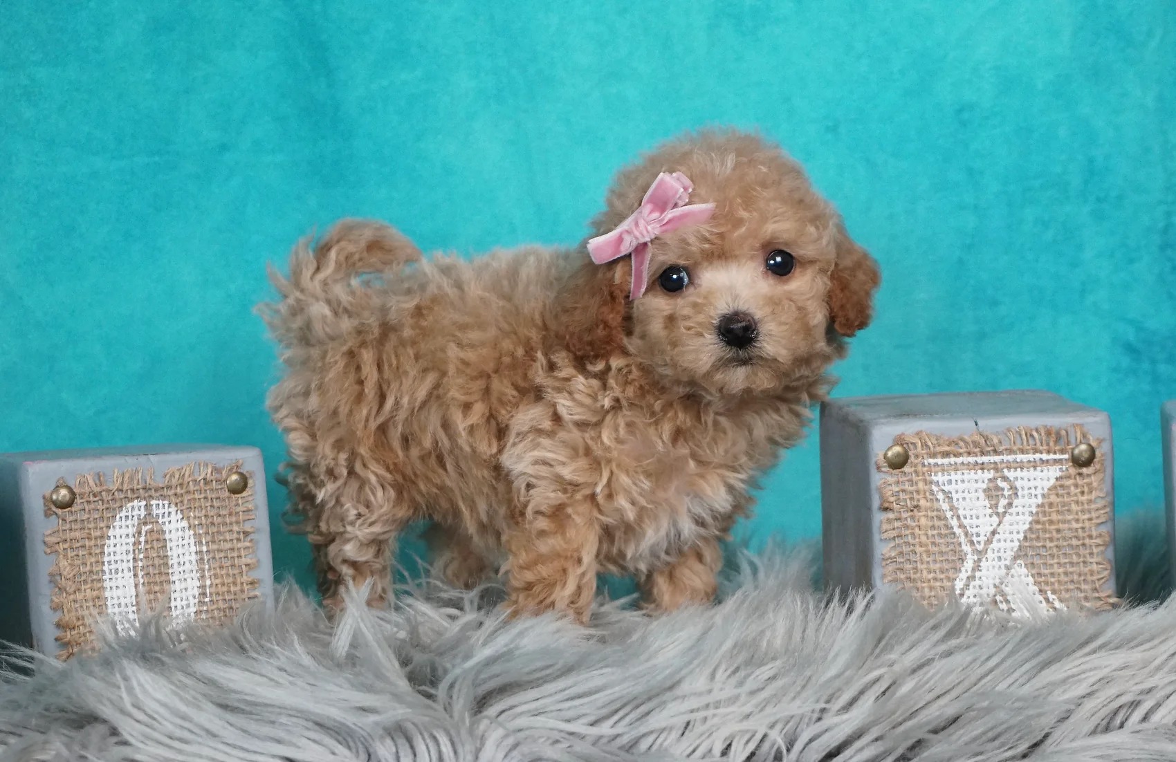 Mila -F1B-Maltipoo – Girl