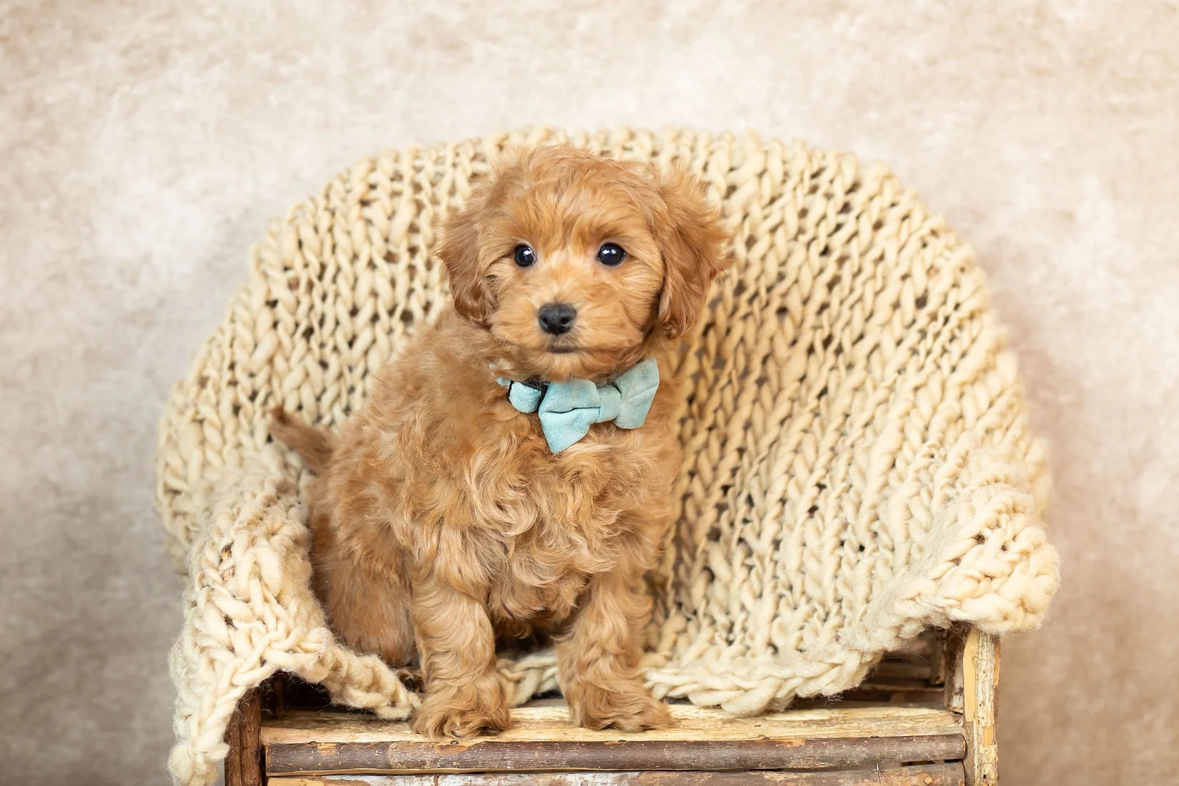 Miso – F1- Cavapoo – Girl