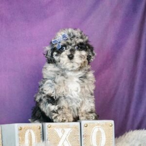 toy poodle puppies for sale