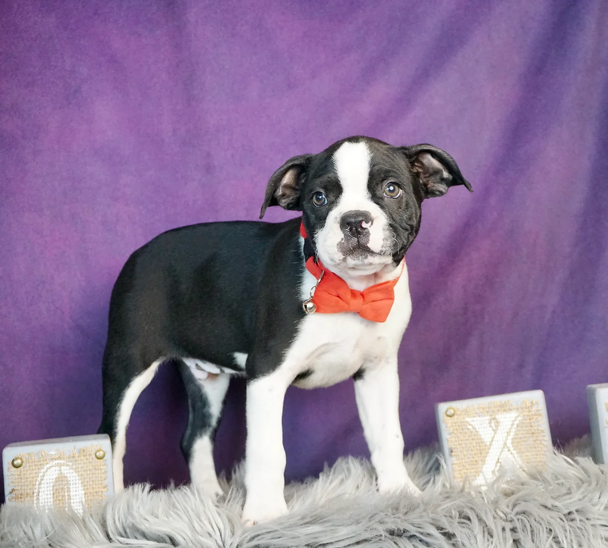 Oliver AKC Boston Terrier Boy