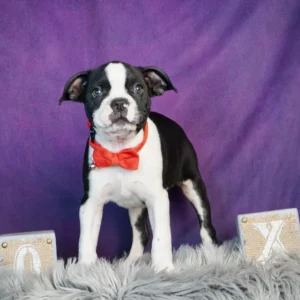 Oliver AKC Boston Terrier Boy