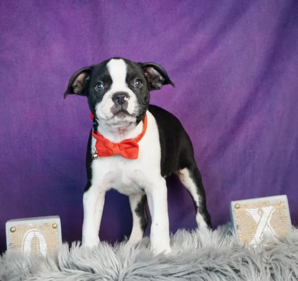 Oliver AKC Boston Terrier Boy