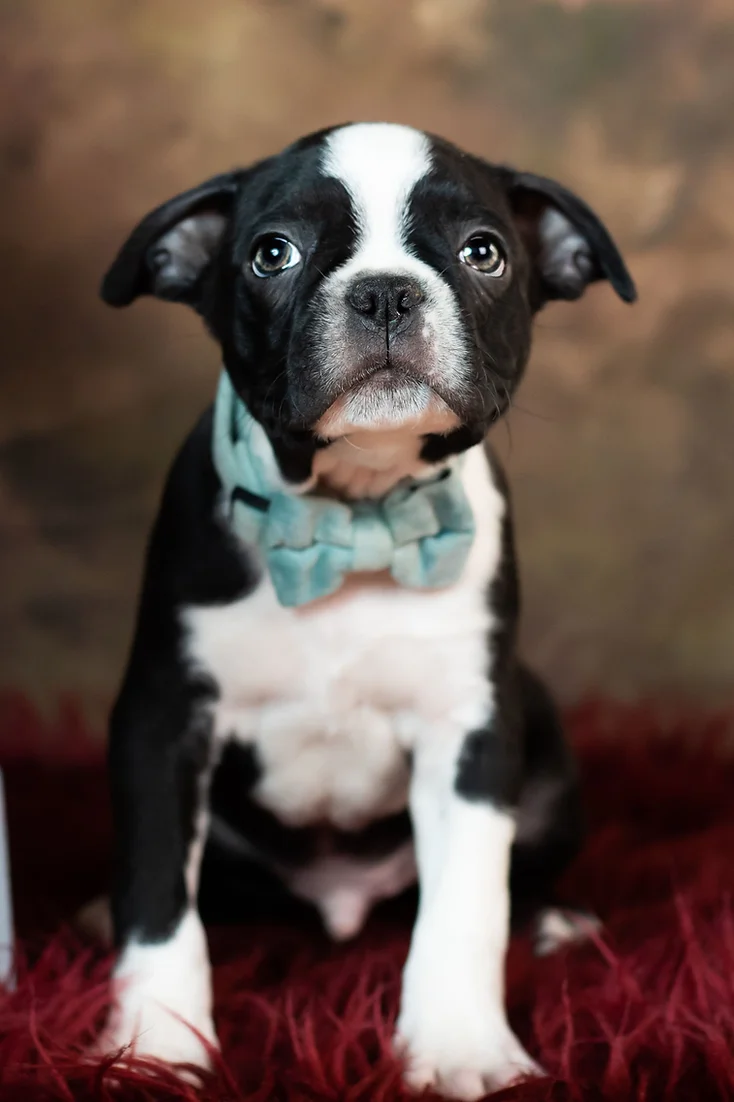 Parker Akc Boston Terrier Boy