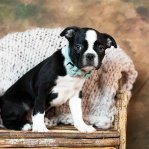 Parker Akc Boston Terrier Boy