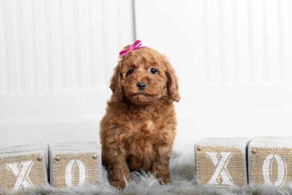 toy poodle puppies for sale