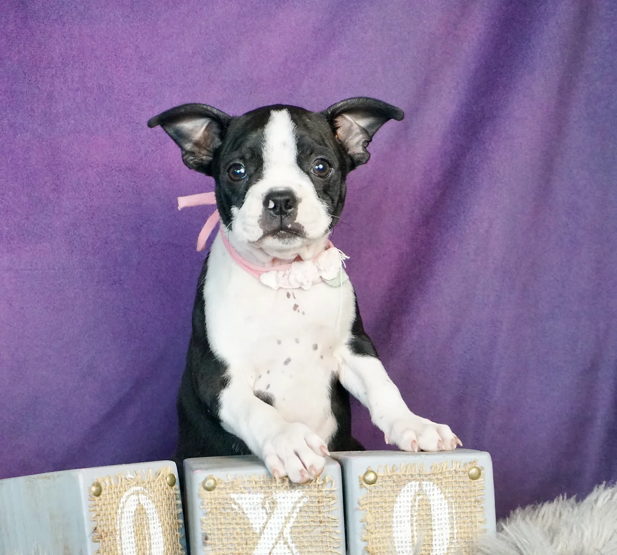 Peggy AKC Boston Terrier Girl