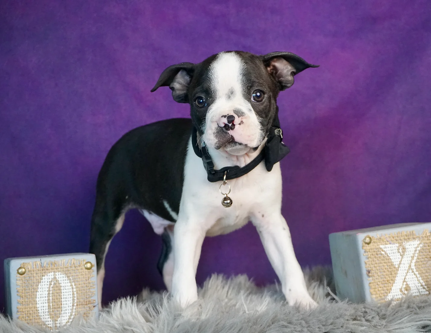 Piggy AKC Boston Terrier Boy