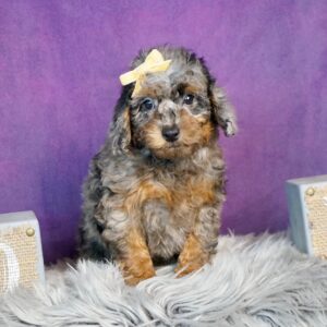 toy poodle puppies for sale