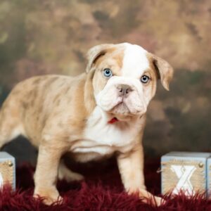 Buy Bulldogs Puppies