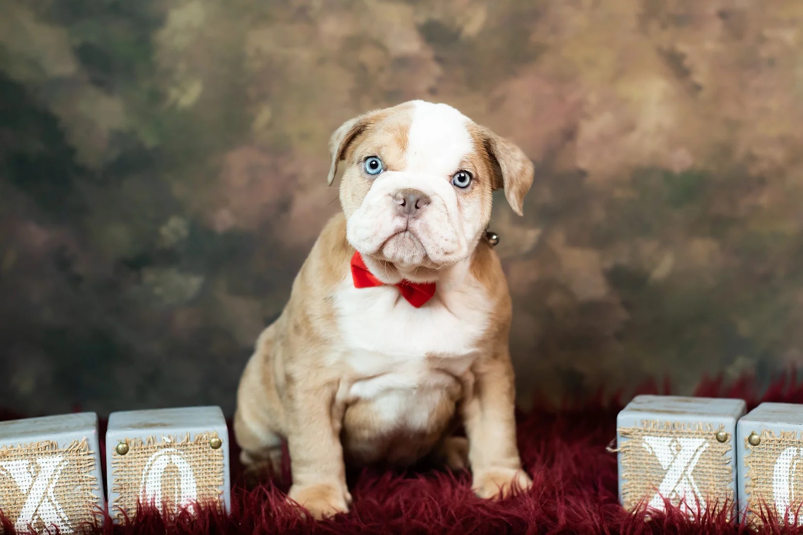 Rowan -AKC- English Bulldog