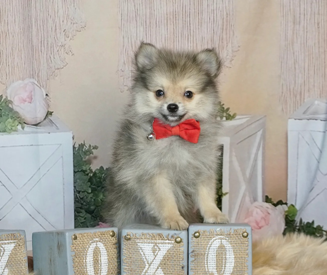 Rubble- AKC/UABR – Pomeranian