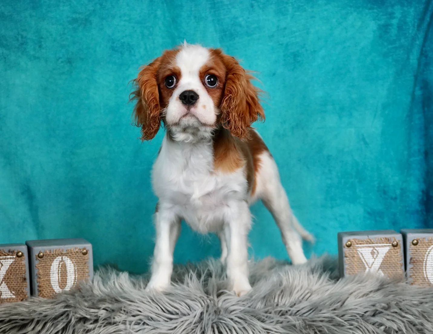 Rudie Cavalier King Charles