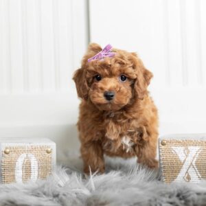 toy poodle puppies for sale