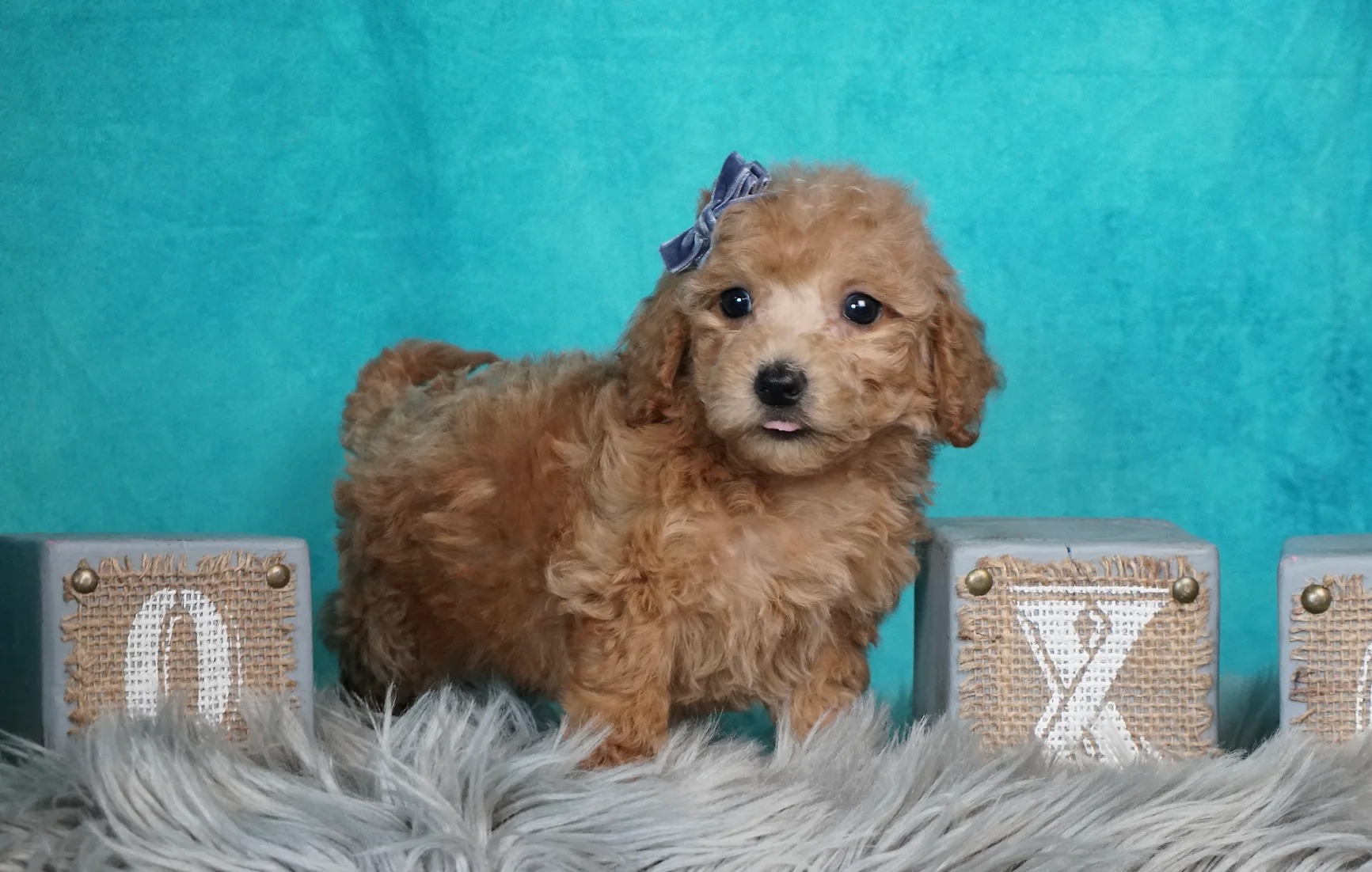 Tappie Girl -F1B-Maltipoo