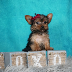 Teacup Yorkie For Sale