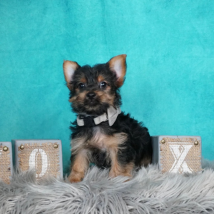 Teacup Yorkie For Sale