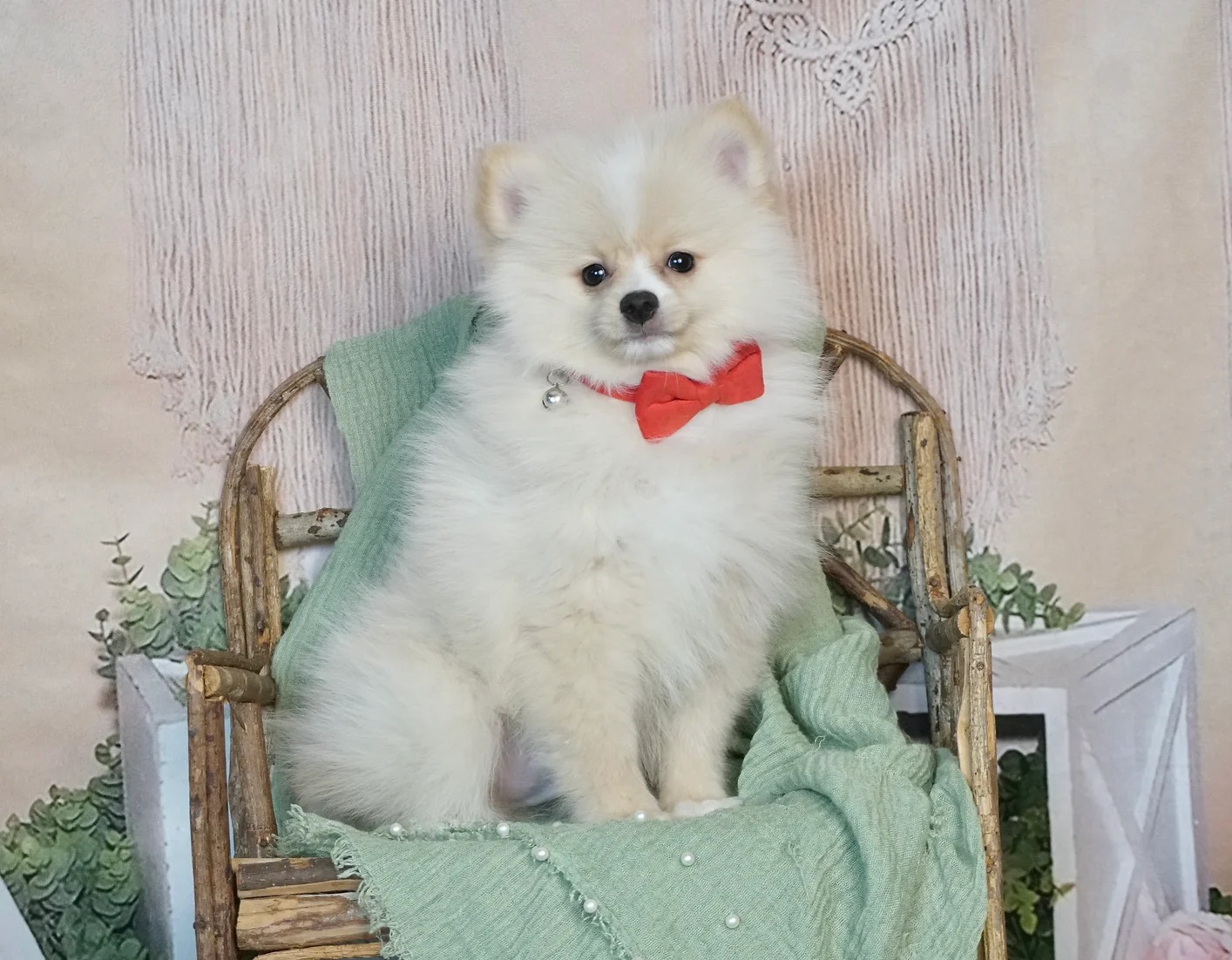 Toa- AKC/UABR – Pomeranian