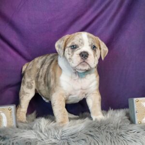 Bulldogs Puppies