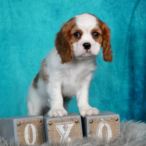 Cavalier King Puppies