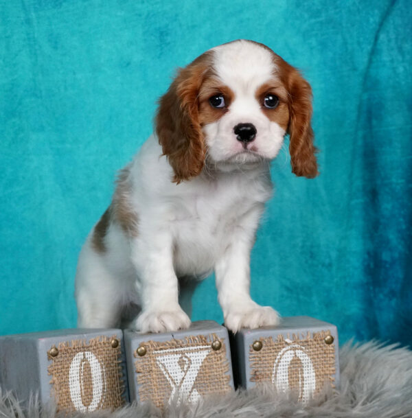 Cavalier King Puppies