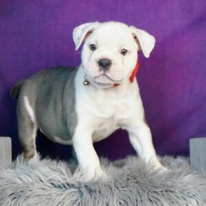 Buy Bulldogs Puppies