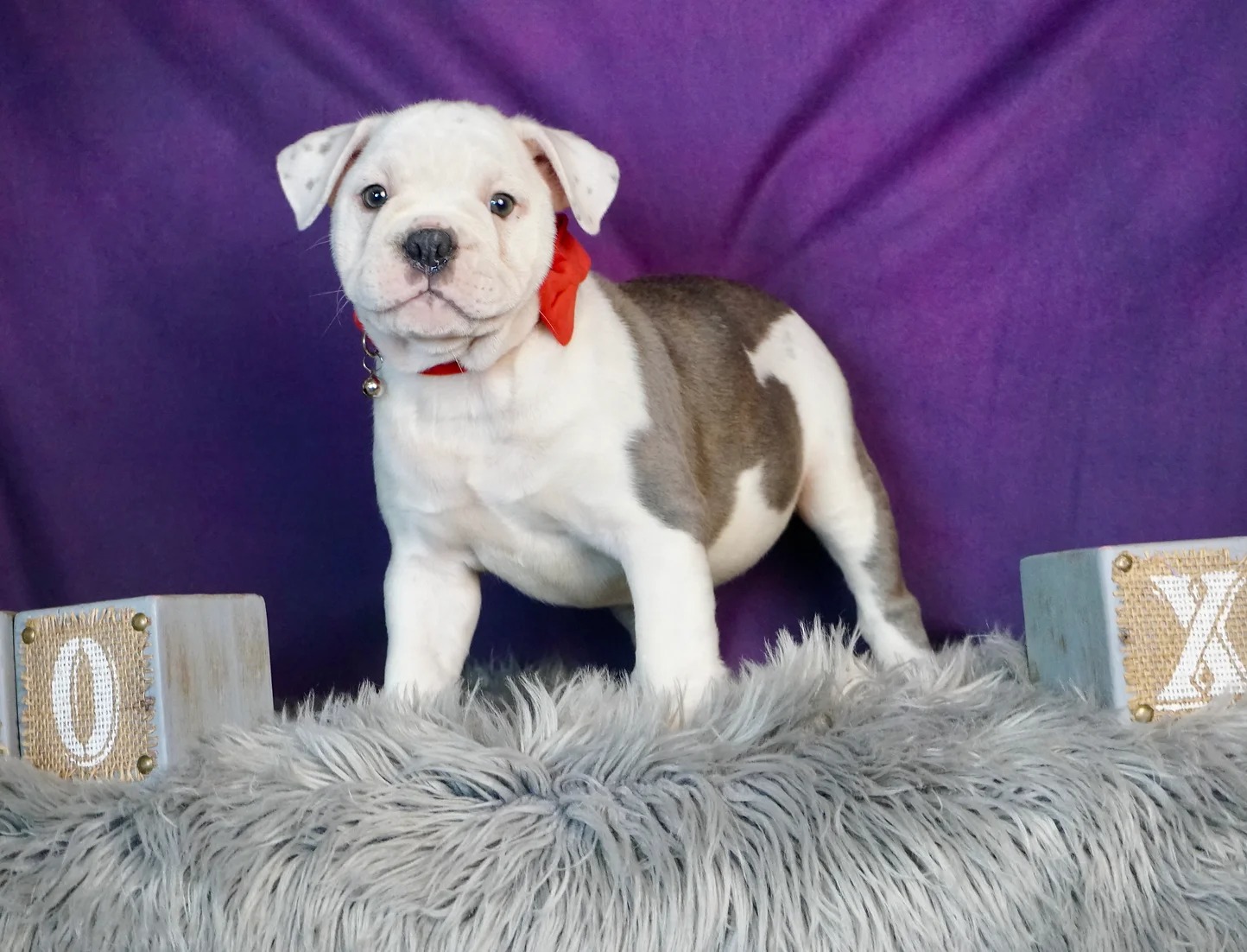 Zeus -Old English Bulldog