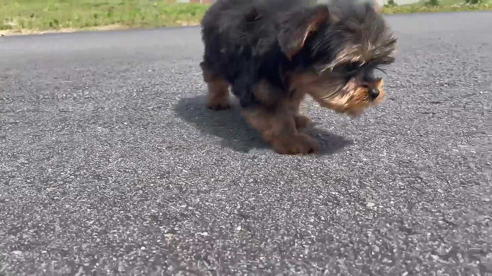 Foxy AKC/UABR Tea Cup Yorkie Girl