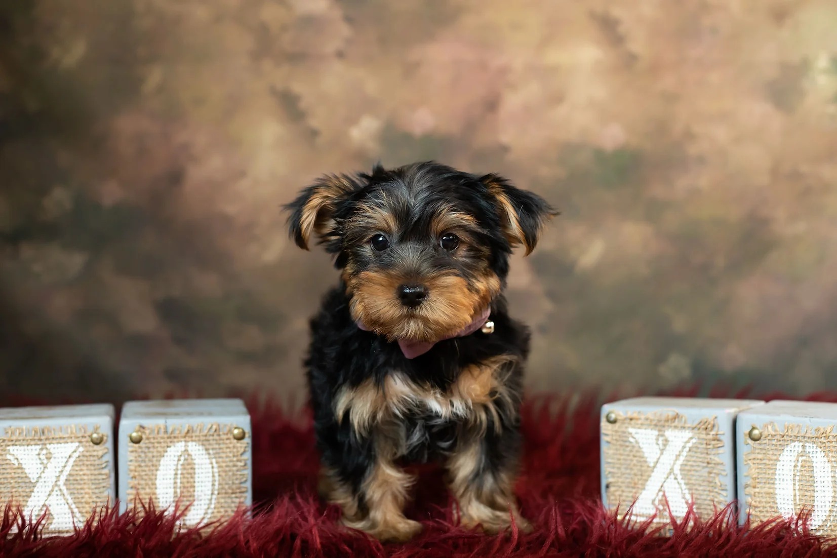 Tinker AKC Yorkie Boy