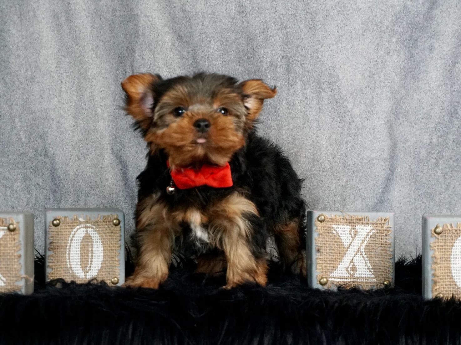 Gumball AKC/UABR Toy Yorkie Boy