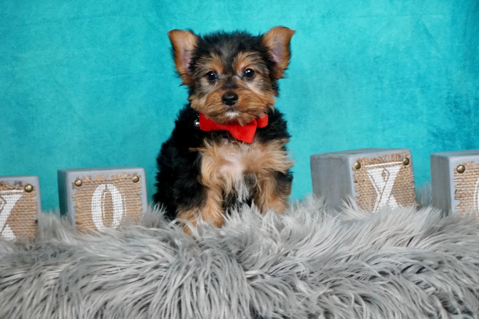 Jasper Toy Yorkie Boy