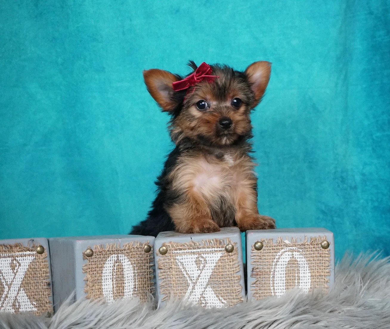 Jayla Toy Yorkie Girl